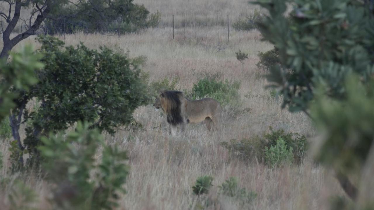 Griffons Bush Camp Villa Thabazimbi Exterior photo